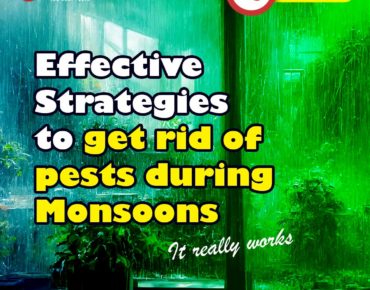 Defending Your Home: Effective Strategies with Nilout Pest Control to Get Rid of Pests During Monsoons